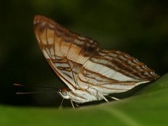 Adelpha plesaure phliassa