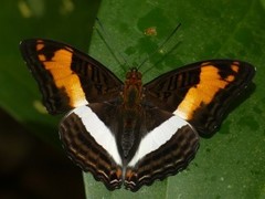 Adelpha thesprotia