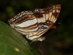 Adelpha thesprotia