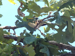 Setophaga pensylvanica