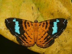 Argyrogrammana praestigiosa