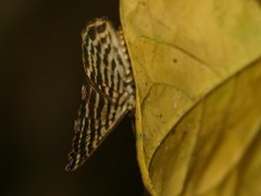 Argyrogrammana praestigiosa