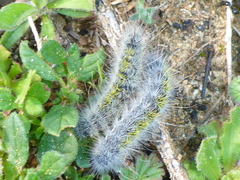 Thaumetopoea herculeana