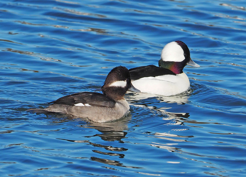 Pato Pinto (Bucephala albeola)