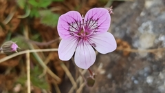 Erodium glandulosum