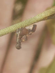 Lycoderes