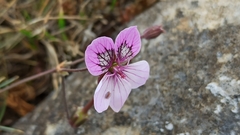 Erodium glandulosum