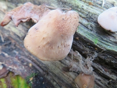 Lentinellus castoreus