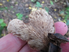 Lentinellus castoreus