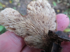 Lentinellus castoreus