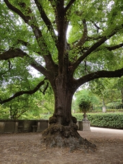 Tilia