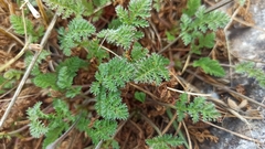 Erodium glandulosum