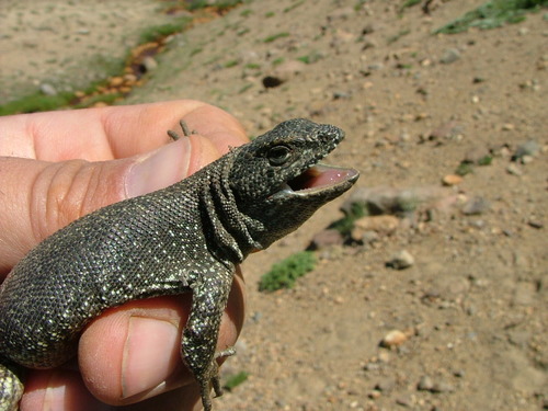 Liolaemus buergeri