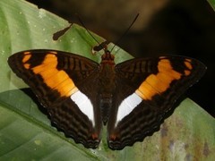 Adelpha thesprotia