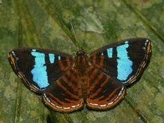 Argyrogrammana glaucopis
