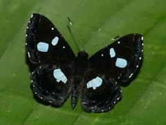 Calydna catana