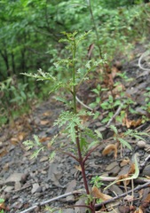 Scrophularia variegata