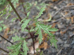 Scrophularia variegata