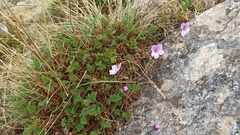 Erodium glandulosum
