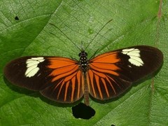 Heliconius demeter