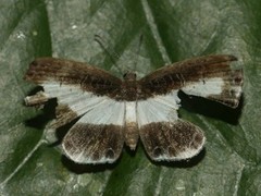 Nymphidium baeotia