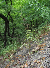 Scrophularia variegata