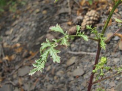 Scrophularia variegata