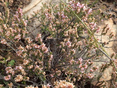 Erica inaequalis