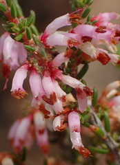 Erica inaequalis