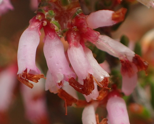 Image of Erica glabra by (c) Nicola van Berkel, some rights reserved (CC BY-SA)