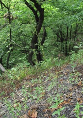 Scrophularia variegata