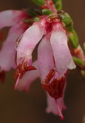 Erica inaequalis