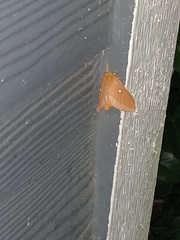 Anisota pellucida