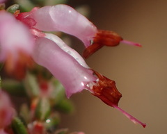Erica inaequalis