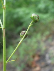 Scrophularia variegata