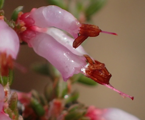 Image of Nutfruit Heath (Erica glabra) by (c) Nicola van Berkel, some rights reserved (CC BY-SA)