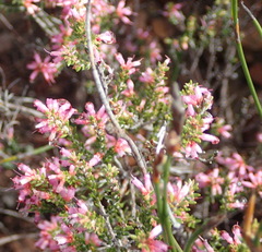 Erica inaequalis