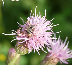 Megabruchidius dorsalis