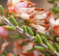 Erica inaequalis