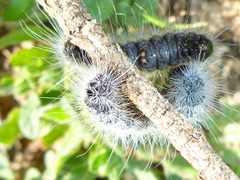 Thaumetopoea herculeana