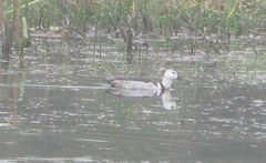 Nettapus coromandelianus