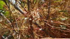 Cuscuta africana