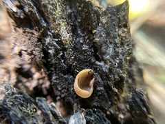 Peziza griseorosea