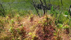 Cuscuta africana