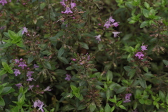 Thymus semiglaber