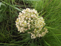 Xysmalobium involucratum