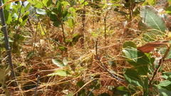 Cuscuta africana