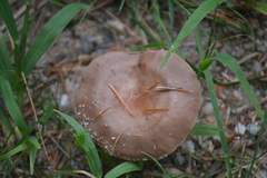 Lactarius imperceptus