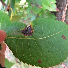 Phylloxera caryaefoliae