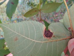 Phylloxera caryaefoliae